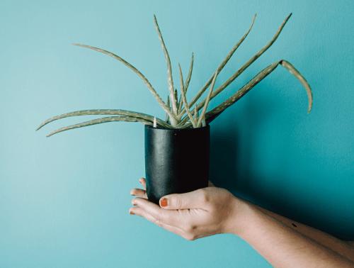 Szuperhős szobanövény az aloe vera