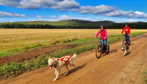 Dogscooting - amikor a kutya húzza a gazdát